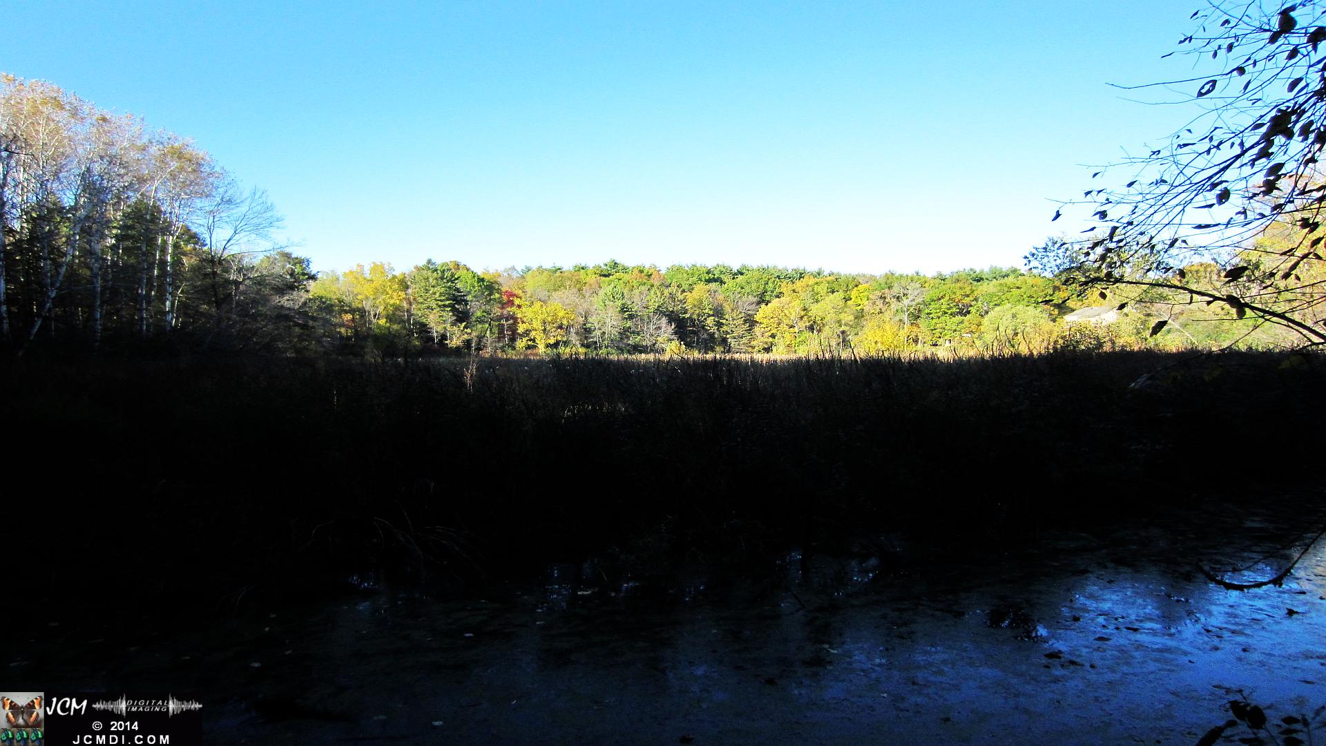 Minnesota Woods forest sunset